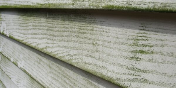 Siding with Green Algae