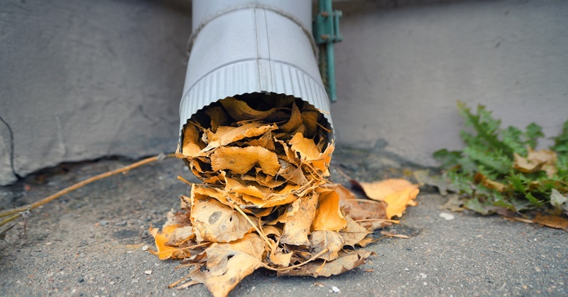 Clogged downspout filled with leaves.