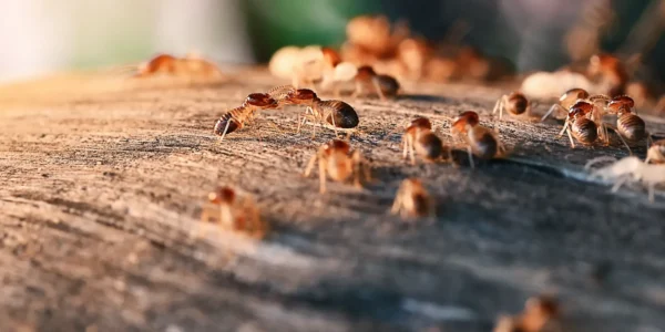 Termitas trepando por un trozo de madera en una vivienda