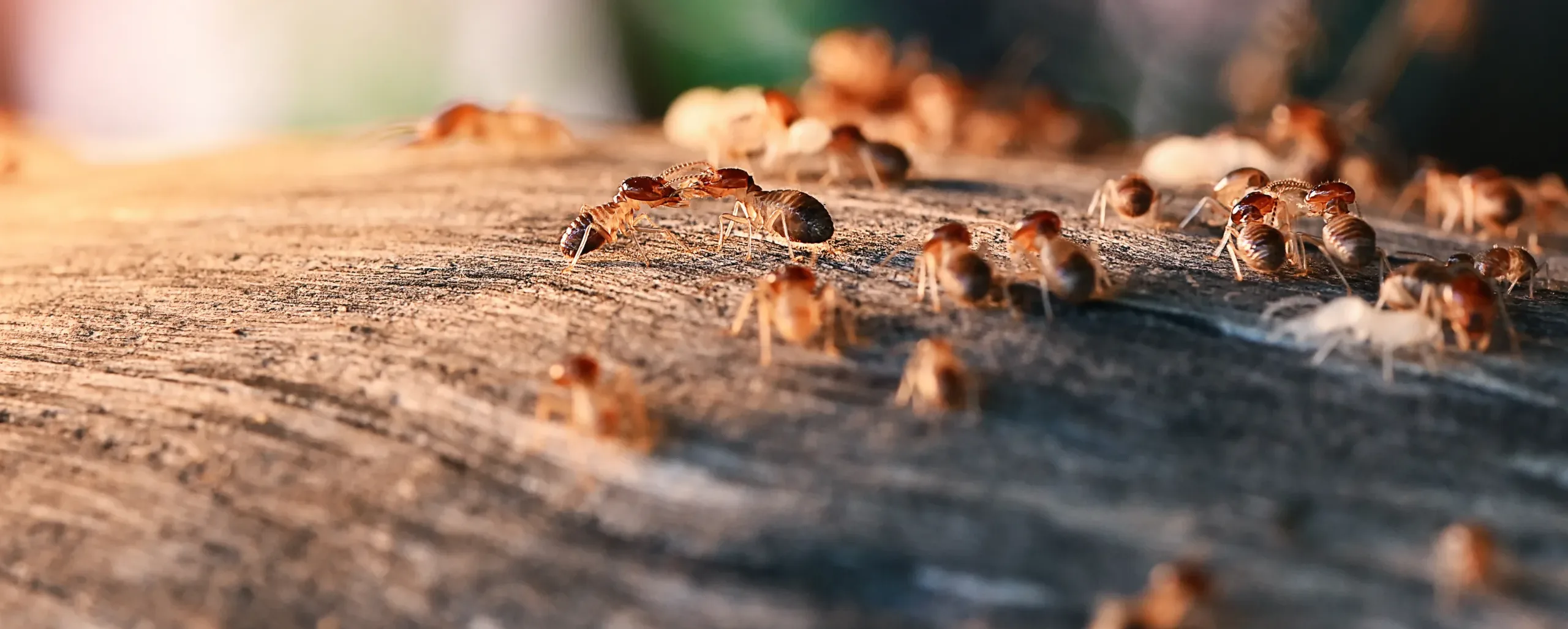 Termitas arrastrándose sobre un trozo de madera en una casa