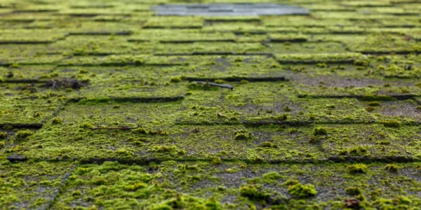 Roof covered with moss