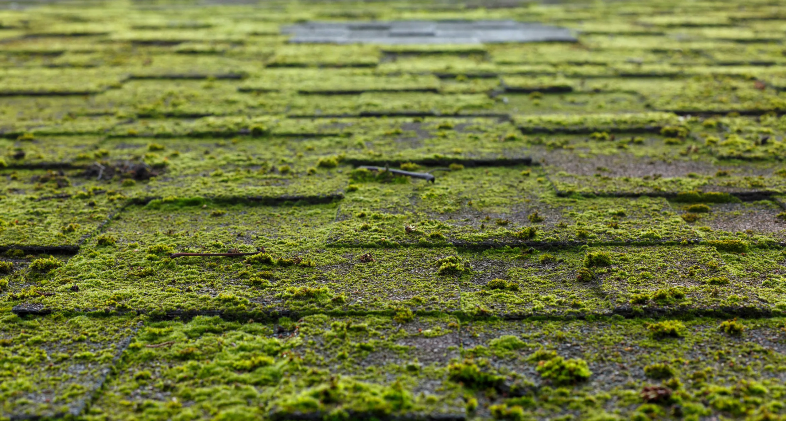 Roof covered with moss