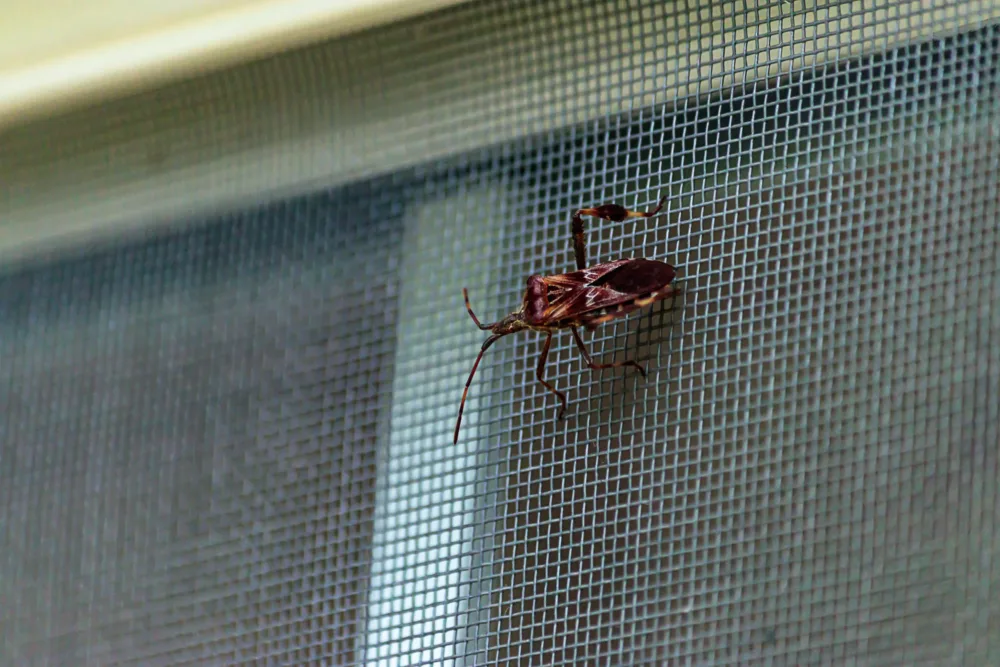 large beetle type bug clinging on window screen in washington state