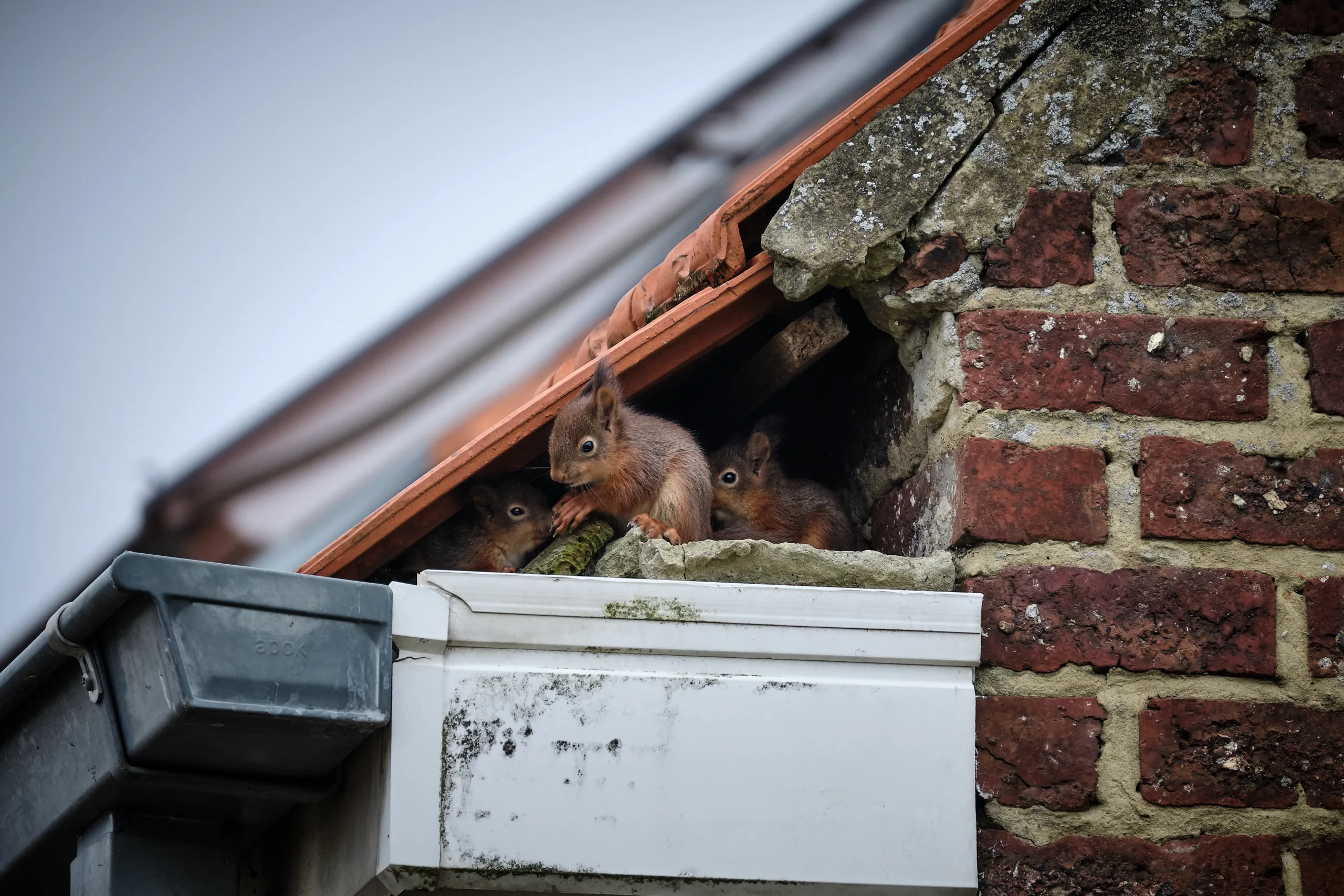 squirrels inside a roof