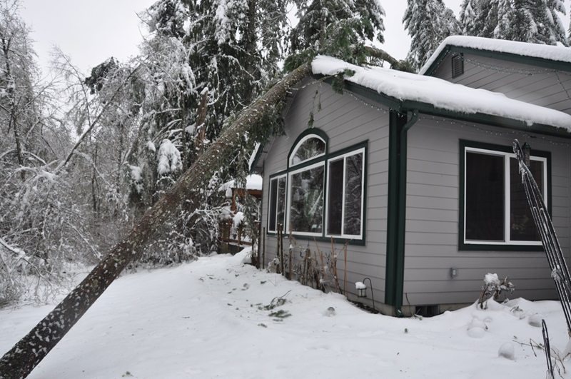 Tree that Fell on Home During ice storm.