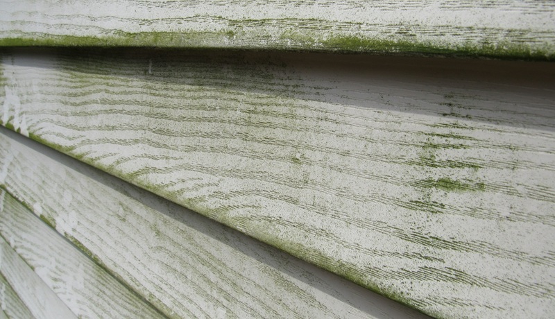 Does Bleach Kill Algae?